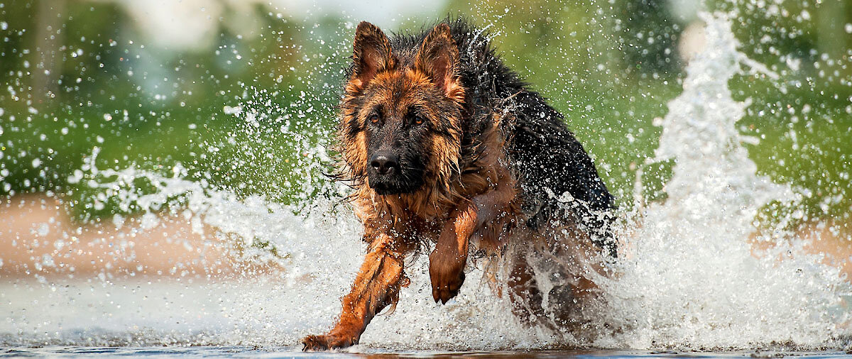 Bayerischer Wald Urlaub mit Hund